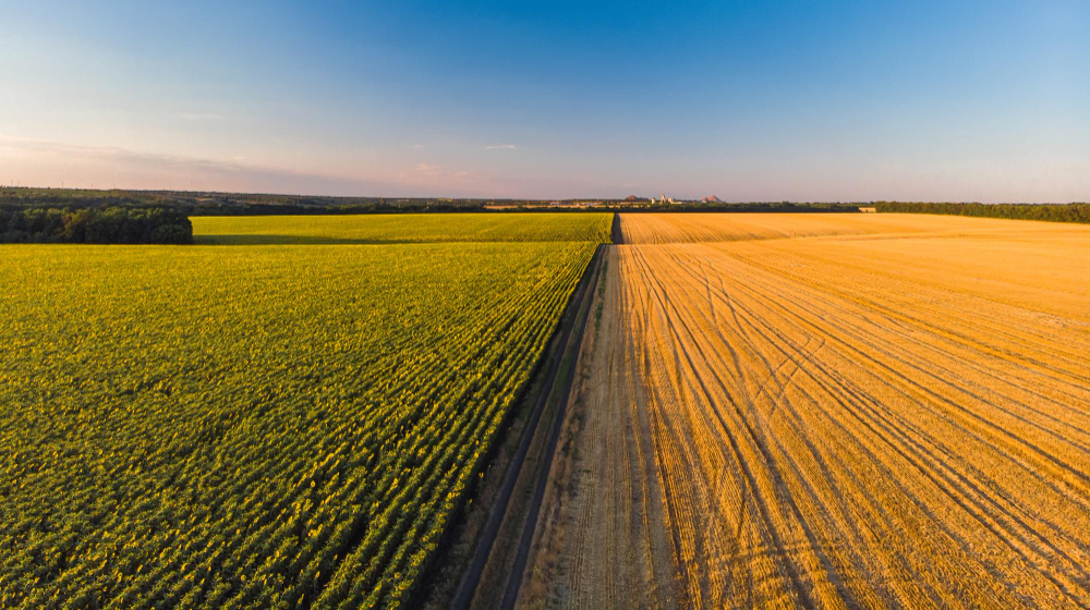 Nutrição equilibrada: o fator invisível por trás das altas produtividades