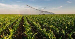 Fertirrigação eficiente: tecnologia que transforma água em produtividade